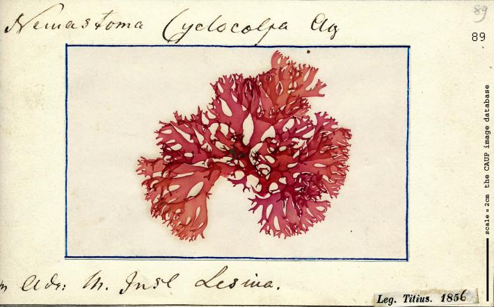 Nemastoma cyclocolpa_89.jpg